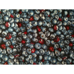 Patchworkstoff "Blueberries"